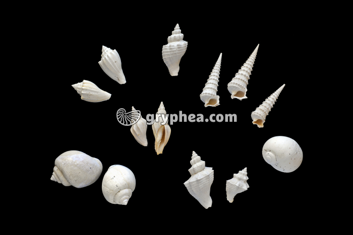 Fossiles de Mollusques du Bartonien - gryphea.org